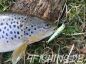 Preview: Goldy GOLD FISH Sinking 55 mm - klasse Forellenwobbler!!!