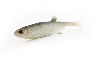 MARD REAP PLAYER SHAD in 15 cm - NATURAL